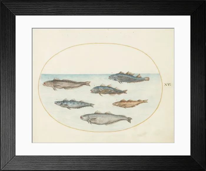 Framed Print : Animalia Aqvatilia et Cochiliata (Aqva): Plate XV, c. 1575 / 1580. Creator: Joris Hoefnagel Framed Print : Animalia Aqvatilia et Cochiliata (Aqva): Plate XV, c. 1575 / 1580. Creator: Joris Hoefnagel