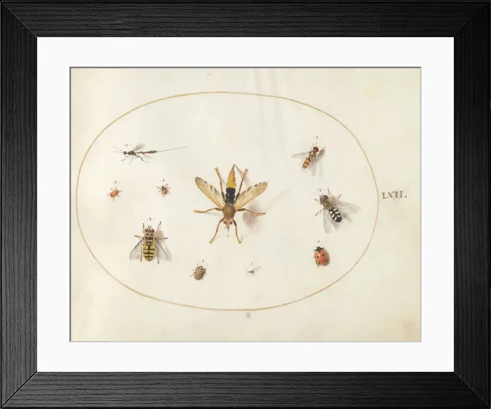 Framed Print : Plate 62: Ten Insects, c. 1575 / 1580. Creator: Joris Hoefnagel Framed Print : Plate 62: Ten Insects, c. 1575 / 1580. Creator: Joris Hoefnagel