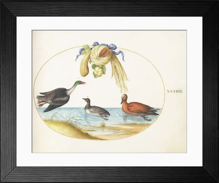 Framed Print : Animalia Volatilia et Amphibia (Aier): Plate XXXVIII, c. 1575 / 1580. Creator: Joris Hoefnagel Framed Print : Animalia Volatilia et Amphibia (Aier): Plate XXXVIII, c. 1575 / 1580. Creator: Joris Hoefnagel