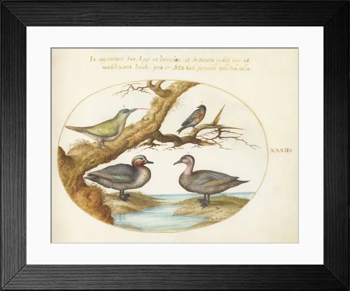 Framed Print : Animalia Volatilia et Amphibia (Aier): Plate XXXII, c. 1575 / 1580. Creator: Joris Hoefnagel Framed Print : Animalia Volatilia et Amphibia (Aier): Plate XXXII, c. 1575 / 1580. Creator: Joris Hoefnagel