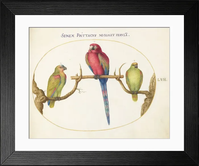 Framed Print : Animalia Volatilia et Amphibia (Aier): Plate LVII, c. 1575 / 1580. Creator: Joris Hoefnagel Framed Print : Animalia Volatilia et Amphibia (Aier): Plate LVII, c. 1575 / 1580. Creator: Joris Hoefnagel