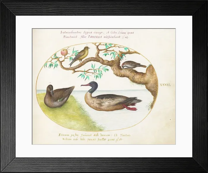 Framed Print : Animalia Volatilia et Amphibia (Aier): Plate XXXV, c. 1575 / 1580. Creator: Joris Hoefnagel Framed Print : Animalia Volatilia et Amphibia (Aier): Plate XXXV, c. 1575 / 1580. Creator: Joris Hoefnagel