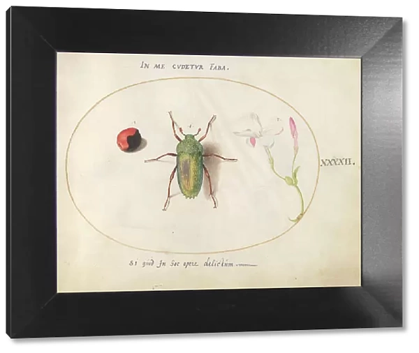 Plate 42: Large Green Beetle with a Plant Gall(?) and a Flower, c. 1575 / 1580. Creator: Joris Hoefnagel