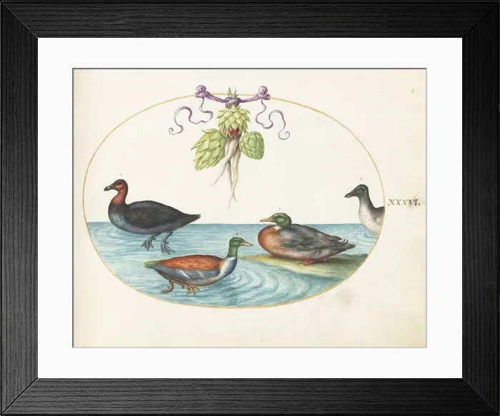 Framed Print : Animalia Volatilia et Amphibia (Aier): Plate XXXVI, c. 1575 / 1580. Creator: Joris Hoefnagel Framed Print : Animalia Volatilia et Amphibia (Aier): Plate XXXVI, c. 1575 / 1580. Creator: Joris Hoefnagel