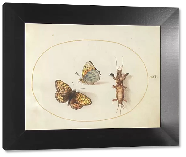 Plate 12: Two Butterflies and a Mole Cricket, c. 1575 / 1580. Creator: Joris Hoefnagel