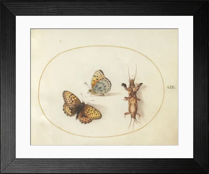 Framed Print : Plate 12: Two Butterflies and a Mole Cricket, c. 1575 / 1580. Creator: Joris Hoefnagel Framed Print : Plate 12: Two Butterflies and a Mole Cricket, c. 1575 / 1580. Creator: Joris Hoefnagel