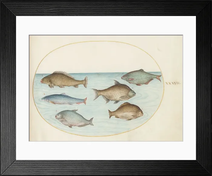 Framed Print : Animalia Aqvatilia et Cochiliata (Aqva): Plate XXXVII, c. 1575 / 1580. Creator: Joris Hoefnagel Framed Print : Animalia Aqvatilia et Cochiliata (Aqva): Plate XXXVII, c. 1575 / 1580. Creator: Joris Hoefnagel