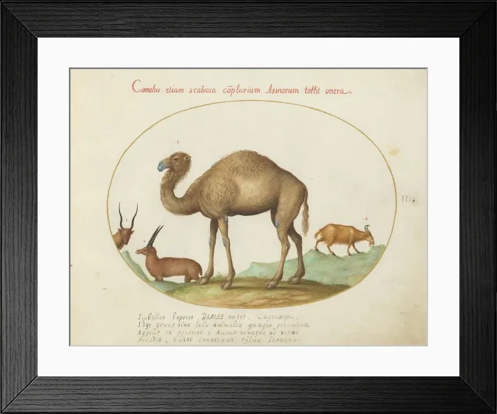 Framed Print : Animalia Qvadrvpedia et Reptilia (Terra): Plate III, c. 1575 / 1580. Creator: Joris Hoefnagel Framed Print : Animalia Qvadrvpedia et Reptilia (Terra): Plate III, c. 1575 / 1580. Creator: Joris Hoefnagel