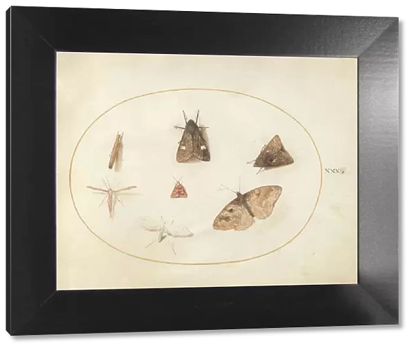 Plate 30: Seven Moths, c. 1575 / 1580. Creator: Joris Hoefnagel