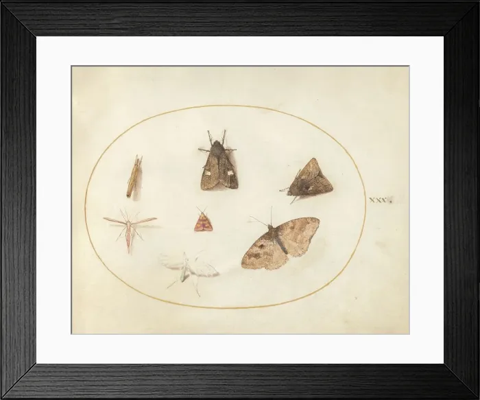Framed Print : Plate 30: Seven Moths, c. 1575 / 1580. Creator: Joris Hoefnagel Framed Print : Plate 30: Seven Moths, c. 1575 / 1580. Creator: Joris Hoefnagel