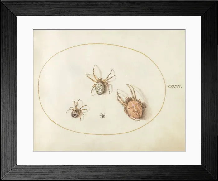 Framed Print : Plate 36: Three Large Spiders and One Small Spider, c. 1575 / 1580. Creator: Joris Hoefnagel Framed Print : Plate 36: Three Large Spiders and One Small Spider, c. 1575 / 1580. Creator: Joris Hoefnagel