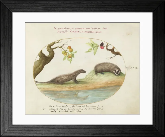 Framed Print : Animalia Qvadrvpedia et Reptilia (Terra): Plate XLIII, c. 1575 / 1580. Creator: Joris Hoefnagel Framed Print : Animalia Qvadrvpedia et Reptilia (Terra): Plate XLIII, c. 1575 / 1580. Creator: Joris Hoefnagel