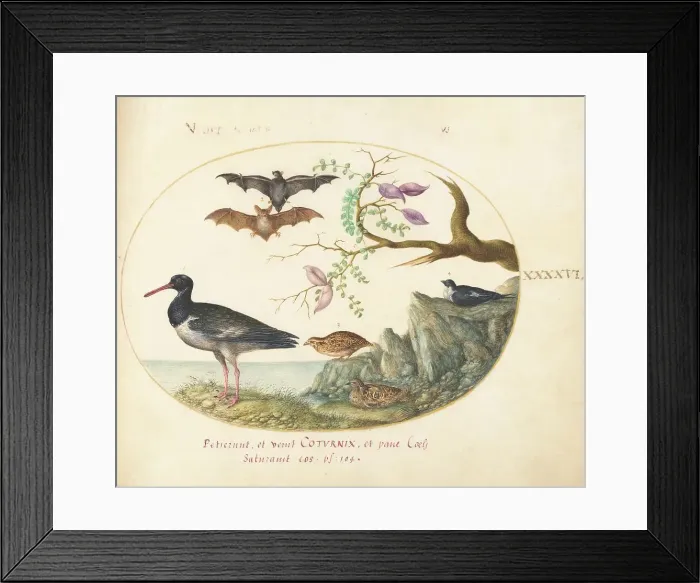 Framed Print : Animalia Volatilia et Amphibia (Aier): Plate XLVI, c. 1575 / 1580. Creator: Joris Hoefnagel Framed Print : Animalia Volatilia et Amphibia (Aier): Plate XLVI, c. 1575 / 1580. Creator: Joris Hoefnagel