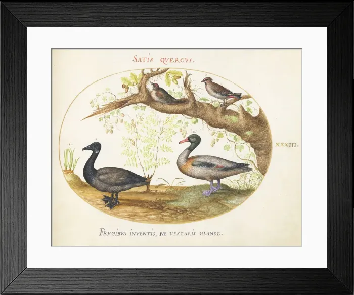 Framed Print : Animalia Volatilia et Amphibia (Aier): Plate XXXIII, c. 1575 / 1580. Creator: Joris Hoefnagel Framed Print : Animalia Volatilia et Amphibia (Aier): Plate XXXIII, c. 1575 / 1580. Creator: Joris Hoefnagel