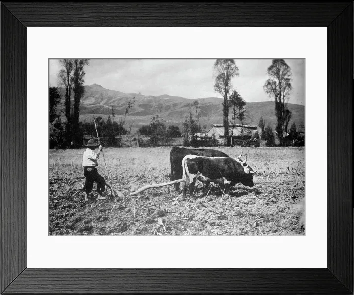 Framed Print : Peru Scenes, 1912. Creator: Harris & Ewing. Peru Scenes, 1912. Creator: Harris & Ewing Framed Print : Peru Scenes, 1912. Creator: Harris & Ewing. Peru Scenes, 1912. Creator: Harris & Ewing