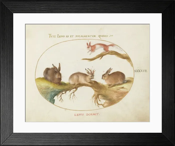 Framed Print : Animalia Qvadrvpedia et Reptilia (Terra): Plate XLVII, c. 1575 / 1580. Creator: Joris Hoefnagel Framed Print : Animalia Qvadrvpedia et Reptilia (Terra): Plate XLVII, c. 1575 / 1580. Creator: Joris Hoefnagel