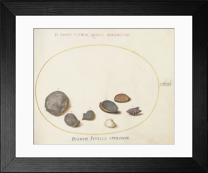 Framed Print : Animalia Aqvatilia et Cochiliata (Aqva): Plate LVIII, c. 1575 / 1580. Creator: Joris Hoefnagel Framed Print : Animalia Aqvatilia et Cochiliata (Aqva): Plate LVIII, c. 1575 / 1580. Creator: Joris Hoefnagel