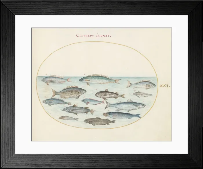 Framed Print : Animalia Aqvatilia et Cochiliata (Aqva): Plate XXI, c. 1575 / 1580. Creator: Joris Hoefnagel Framed Print : Animalia Aqvatilia et Cochiliata (Aqva): Plate XXI, c. 1575 / 1580. Creator: Joris Hoefnagel