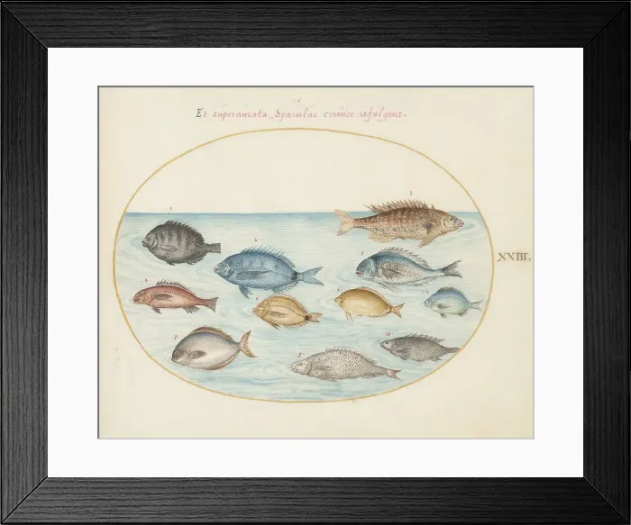 Framed Print : Animalia Aqvatilia et Cochiliata (Aqva): Plate XXIII, c. 1575 / 1580. Creator: Joris Hoefnagel Framed Print : Animalia Aqvatilia et Cochiliata (Aqva): Plate XXIII, c. 1575 / 1580. Creator: Joris Hoefnagel