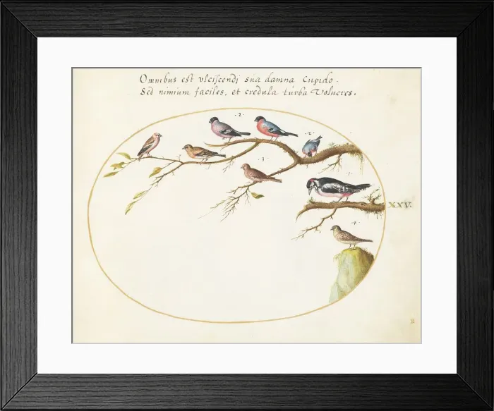 Framed Print : Animalia Volatilia et Amphibia (Aier): Plate XXV, c. 1575 / 1580. Creator: Joris Hoefnagel Framed Print : Animalia Volatilia et Amphibia (Aier): Plate XXV, c. 1575 / 1580. Creator: Joris Hoefnagel