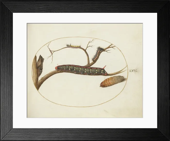 Framed Print : Animalia Qvadrvpedia et Reptilia (Terra): Plate LXV, c. 1575 / 1580. Creator: Joris Hoefnagel Framed Print : Animalia Qvadrvpedia et Reptilia (Terra): Plate LXV, c. 1575 / 1580. Creator: Joris Hoefnagel