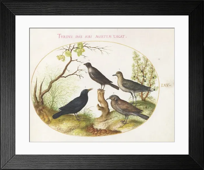 Framed Print : Animalia Volatilia et Amphibia (Aier): Plate LXV, c. 1575 / 1580. Creator: Joris Hoefnagel Framed Print : Animalia Volatilia et Amphibia (Aier): Plate LXV, c. 1575 / 1580. Creator: Joris Hoefnagel