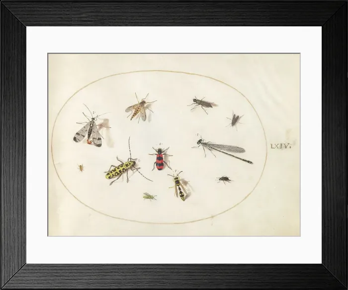 Framed Print : Plate 64: Eleven Insects, Including a Dragonfly and Longhorn Beetle, c. 1575 / 1580. Creator: Joris Hoefnagel Framed Print : Plate 64: Eleven Insects, Including a Dragonfly and Longhorn Beetle, c. 1575 / 1580. Creator: Joris Hoefnagel