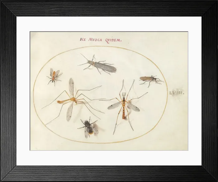 Framed Print : Plate 58: A Bee and Five Other Insects, c. 1575 / 1580. Creator: Joris Hoefnagel Framed Print : Plate 58: A Bee and Five Other Insects, c. 1575 / 1580. Creator: Joris Hoefnagel