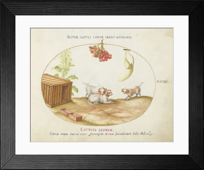 Framed Print : Animalia Qvadrvpedia et Reptilia (Terra): Plate XXXIX, c. 1575 / 1580. Creator: Joris Hoefnagel Framed Print : Animalia Qvadrvpedia et Reptilia (Terra): Plate XXXIX, c. 1575 / 1580. Creator: Joris Hoefnagel