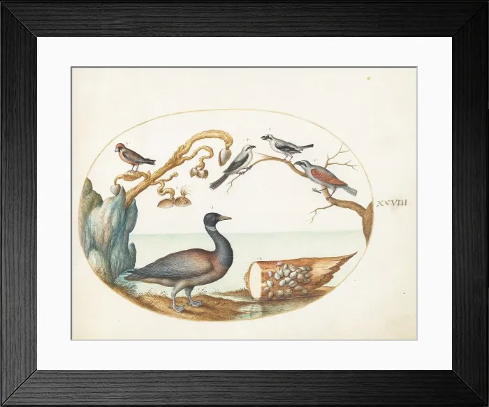 Framed Print : Animalia Volatilia et Amphibia (Aier): Plate XXVIII, c. 1575 / 1580. Creator: Joris Hoefnagel Framed Print : Animalia Volatilia et Amphibia (Aier): Plate XXVIII, c. 1575 / 1580. Creator: Joris Hoefnagel