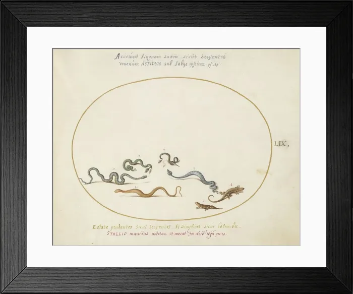 Framed Print : Animalia Qvadrvpedia et Reptilia (Terra): Plate LIX, c. 1575 / 1580. Creator: Joris Hoefnagel Framed Print : Animalia Qvadrvpedia et Reptilia (Terra): Plate LIX, c. 1575 / 1580. Creator: Joris Hoefnagel