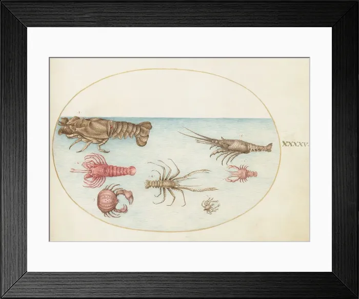 Framed Print : Animalia Aqvatilia et Cochiliata (Aqva): Plate XLV, c. 1575 / 1580. Creator: Joris Hoefnagel Framed Print : Animalia Aqvatilia et Cochiliata (Aqva): Plate XLV, c. 1575 / 1580. Creator: Joris Hoefnagel