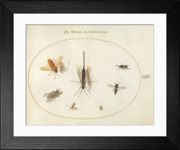 Framed Print : Plate 61: Seven Insects, Including a Small Striped Beetle, c. 1575 / 1580. Creator: Joris Hoefnagel Framed Print : Plate 61: Seven Insects, Including a Small Striped Beetle, c. 1575 / 1580. Creator: Joris Hoefnagel