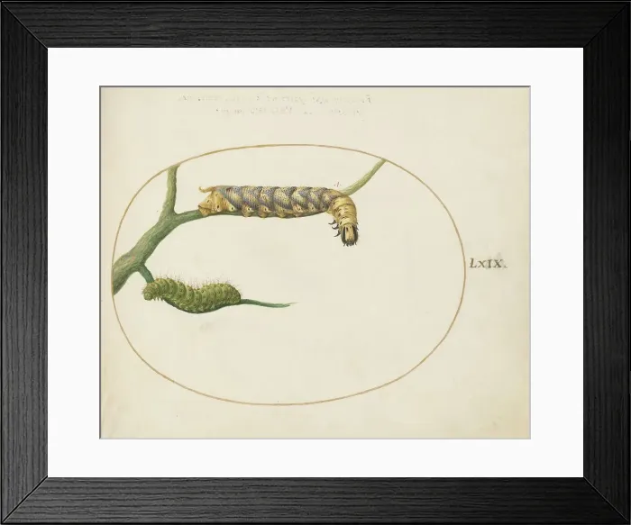 Framed Print : Animalia Qvadrvpedia et Reptilia (Terra): Plate LXIX, c. 1575 / 1580. Creator: Joris Hoefnagel Framed Print : Animalia Qvadrvpedia et Reptilia (Terra): Plate LXIX, c. 1575 / 1580. Creator: Joris Hoefnagel