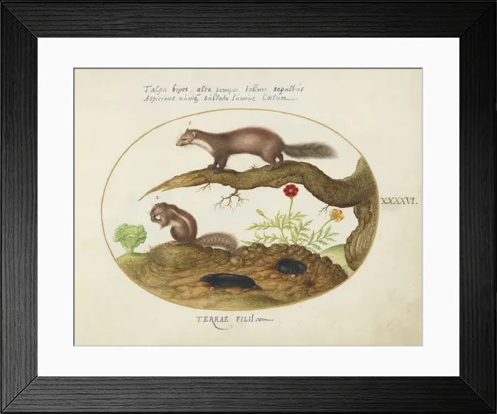 Framed Print : Animalia Qvadrvpedia et Reptilia (Terra): Plate XLVI, c. 1575 / 1580. Creator: Joris Hoefnagel Framed Print : Animalia Qvadrvpedia et Reptilia (Terra): Plate XLVI, c. 1575 / 1580. Creator: Joris Hoefnagel