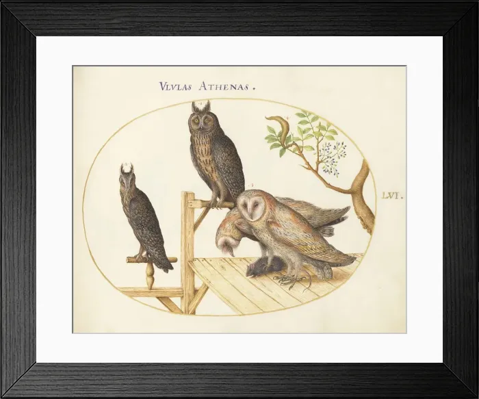 Framed Print : Animalia Volatilia et Amphibia (Aier): Plate LVI, c. 1575 / 1580. Creator: Joris Hoefnagel Framed Print : Animalia Volatilia et Amphibia (Aier): Plate LVI, c. 1575 / 1580. Creator: Joris Hoefnagel