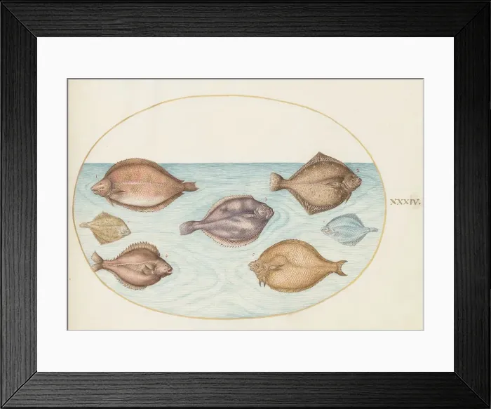 Framed Print : Animalia Aqvatilia et Cochiliata (Aqva): Plate XXXIV, c. 1575 / 1580. Creator: Joris Hoefnagel Framed Print : Animalia Aqvatilia et Cochiliata (Aqva): Plate XXXIV, c. 1575 / 1580. Creator: Joris Hoefnagel