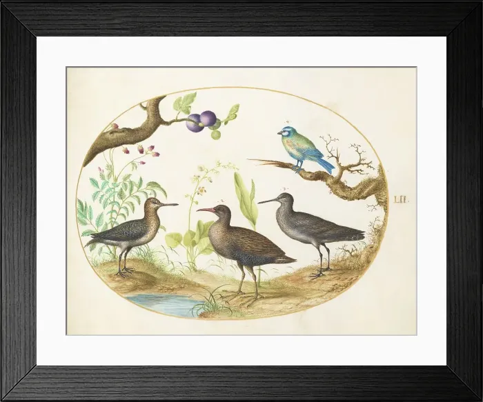 Framed Print : Animalia Volatilia et Amphibia (Aier): Plate LII, c. 1575 / 1580. Creator: Joris Hoefnagel Framed Print : Animalia Volatilia et Amphibia (Aier): Plate LII, c. 1575 / 1580. Creator: Joris Hoefnagel