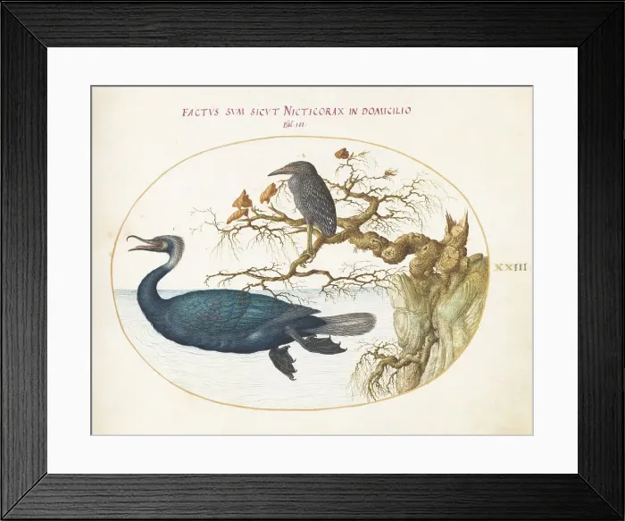 Framed Print : Animalia Volatilia et Amphibia (Aier): Plate XXIII, c. 1575 / 1580. Creator: Joris Hoefnagel Framed Print : Animalia Volatilia et Amphibia (Aier): Plate XXIII, c. 1575 / 1580. Creator: Joris Hoefnagel