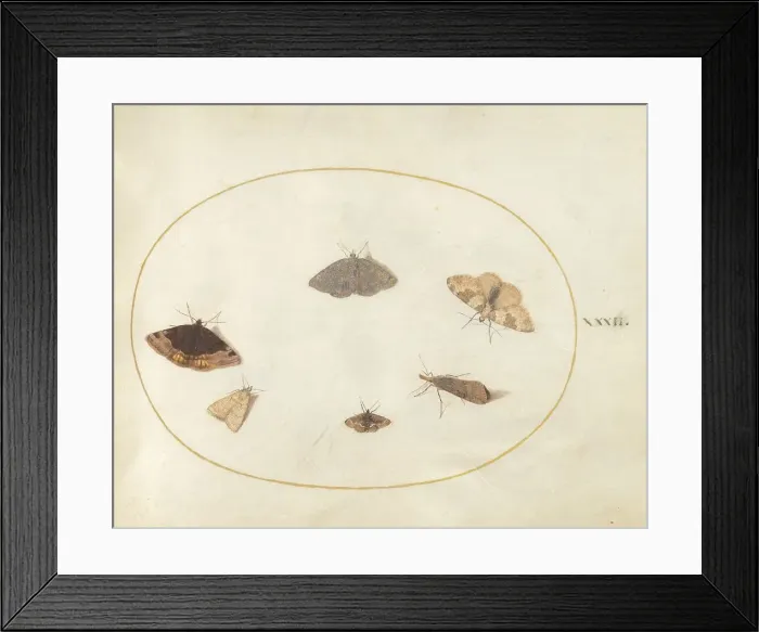 Framed Print : Plate 32: Six Moths, c. 1575 / 1580. Creator: Joris Hoefnagel Framed Print : Plate 32: Six Moths, c. 1575 / 1580. Creator: Joris Hoefnagel