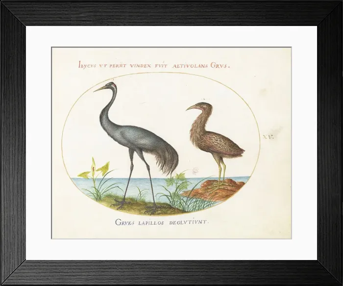 Framed Print : Animalia Volatilia et Amphibia (Aier): Plate XV, c. 1575 / 1580. Creator: Joris Hoefnagel Framed Print : Animalia Volatilia et Amphibia (Aier): Plate XV, c. 1575 / 1580. Creator: Joris Hoefnagel