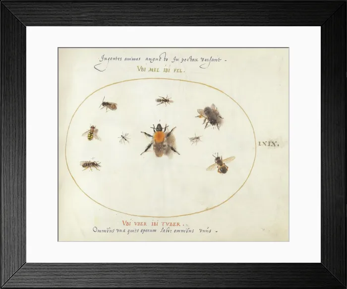 Framed Print : Plate 69: Nine Bees and Other Insects, c. 1575 / 1580. Creator: Joris Hoefnagel Framed Print : Plate 69: Nine Bees and Other Insects, c. 1575 / 1580. Creator: Joris Hoefnagel