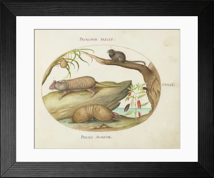 Framed Print : Animalia Qvadrvpedia et Reptilia (Terra): Plate XLI, c. 1575 / 1580. Creator: Joris Hoefnagel Framed Print : Animalia Qvadrvpedia et Reptilia (Terra): Plate XLI, c. 1575 / 1580. Creator: Joris Hoefnagel