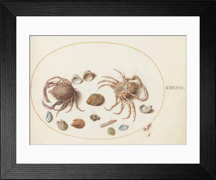 Framed Print : Animalia Aqvatilia et Cochiliata (Aqva): Plate XLVI, c. 1575 / 1580. Creator: Joris Hoefnagel Framed Print : Animalia Aqvatilia et Cochiliata (Aqva): Plate XLVI, c. 1575 / 1580. Creator: Joris Hoefnagel