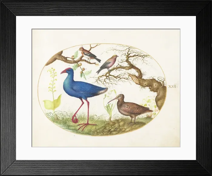 Framed Print : Animalia Volatilia et Amphibia (Aier): Plate XXI, c. 1575 / 1580. Creator: Joris Hoefnagel Framed Print : Animalia Volatilia et Amphibia (Aier): Plate XXI, c. 1575 / 1580. Creator: Joris Hoefnagel