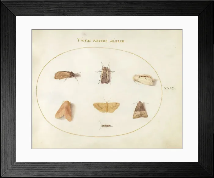 Framed Print : Plate 31: Seven Moths, c. 1575 / 1580. Creator: Joris Hoefnagel Framed Print : Plate 31: Seven Moths, c. 1575 / 1580. Creator: Joris Hoefnagel