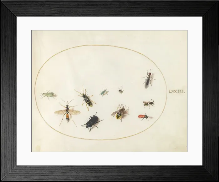 Framed Print : Plate 73: Ten Insects, c. 1575 / 1580. Creator: Joris Hoefnagel Framed Print : Plate 73: Ten Insects, c. 1575 / 1580. Creator: Joris Hoefnagel