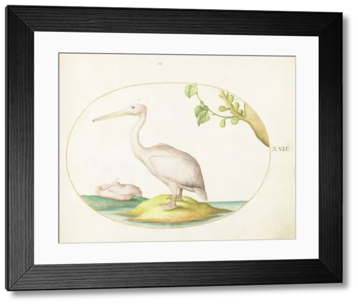 Framed Print : Animalia Volatilia et Amphibia (Aier): Plate XXII, c. 1575 / 1580. Creator: Joris Hoefnagel Framed Print : Animalia Volatilia et Amphibia (Aier): Plate XXII, c. 1575 / 1580. Creator: Joris Hoefnagel