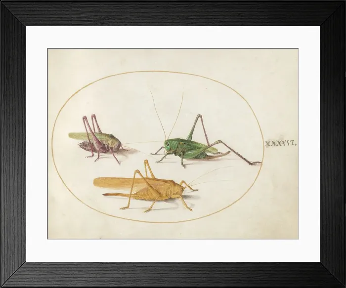 Framed Print : Plate 46: Three Grasshoppers, c. 1575 / 1580. Creator: Joris Hoefnagel Framed Print : Plate 46: Three Grasshoppers, c. 1575 / 1580. Creator: Joris Hoefnagel