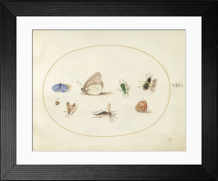 Framed Print : Plate 19: Two Butterflies with Five Other Insects, c. 1575 / 1580. Creator: Joris Hoefnagel Framed Print : Plate 19: Two Butterflies with Five Other Insects, c. 1575 / 1580. Creator: Joris Hoefnagel